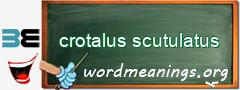 WordMeaning blackboard for crotalus scutulatus
